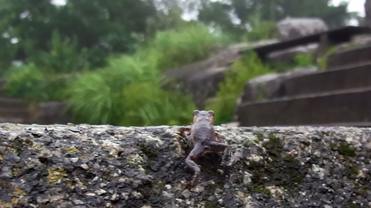 ⛰️ 호만산 (호만잔) 이미지 9